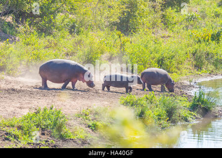 Hippopotames sur berge, dans le Parc National Kruger, célèbre destination de voyage en Afrique du Sud. Banque D'Images