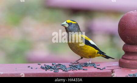 Jaune, Noir & blanc Couleur Le Gros-bec errant (Coccothraustes vespertinus) arrêter de manger lorsqu'il y a profusion de graines pour les oiseaux. Banque D'Images