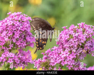 Eastern tiger, swallowtail Papilio glaucus est une espèce de papillon machaon originaire de l'est Amérique du Nord Banque D'Images