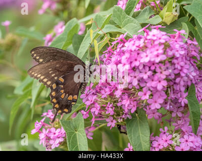 Eastern tiger, swallowtail Papilio glaucus est une espèce de papillon machaon originaire de l'est Amérique du Nord Banque D'Images