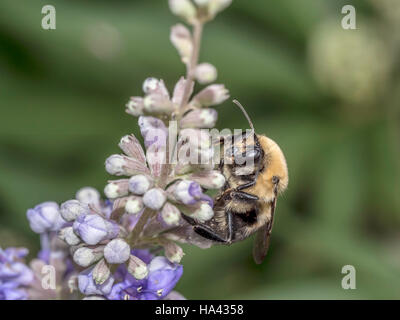 Bumblebee, également écrit bourdon, est un membre de l'abeille genre Bombus, dans la famille Apidae Banque D'Images