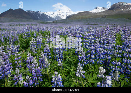 Tapis de lupins bleus au pied de la plus haute montagne d'Islande Banque D'Images