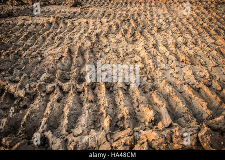 Traces de roues sur le sol de terre Banque D'Images