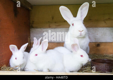 New Zealand White, albino lapin domestique, litière de paille à hutch Banque D'Images