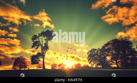 Soleil panoramique paysage avec des arbres et les oiseaux en plein vol Banque D'Images