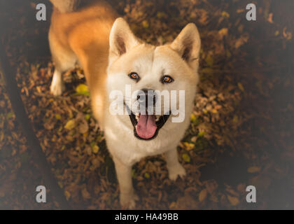 Akita Inu chien looking up Banque D'Images