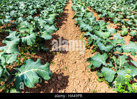 Tige blanche chard growing in field au début de l'été Banque D'Images