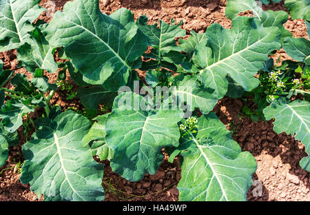 Tige blanche chard growing in field au début de l'été Banque D'Images