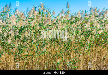 Détail de l'herbe de plage Banque D'Images