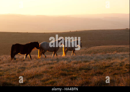 Builth Wells, Powys, Wales, UK. 26 novembre, 2016. Les températures devraient chuter au gel ce soir que Welsh ponies sont vues au coucher du soleil sur le Mynydd Epynt moorland près de Builth Wells dans Powys, UK Crédit : Graham M. Lawrence/Alamy Live News. Banque D'Images