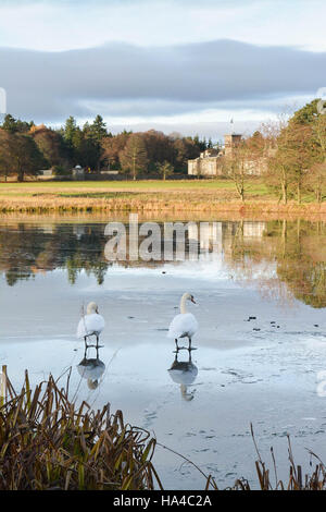 Dunecht Estate, Aberdeenshire, Ecosse - 26 novembre 2016 : Royaume-Uni - une paire de cygnes debout sur une politique partiellement gelé Loch devant Dunecht House, une demeure seigneuriale sur le Dunecht estate dans Aberdeenshire Crédit : Kay Roxby/Alamy Live News Banque D'Images