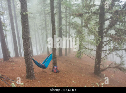 Female hiker relaxing in hammock en forêt de pins. Utilisations possibles : backpacker/retraite/Aventure/Gap Year... Banque D'Images