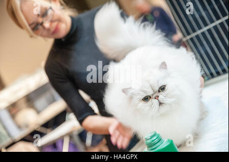 Vérone, Italie. 27 novembre, 2016. Le toilettage d'animal familier d'un beau chat au cours de l'exposition féline internationale 2016. L'Exposition Internationale Féline est l'événement dédié aux plus beaux chats du monde. Crédit : Tony Anna Mingardi/éveil/Alamy Live News Banque D'Images