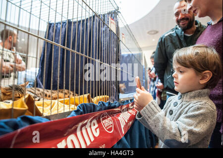 Vérone, Italie. 27 novembre, 2016. Le toilettage d'animal familier d'un beau chat au cours de l'exposition féline internationale 2016. L'Exposition Internationale Féline est l'événement dédié aux plus beaux chats du monde. Un enfant de prendre des photos pendant l'Exposition Internationale Féline 2016 Crédit : Tony Anna Mingardi/éveil/Alamy Live News Banque D'Images