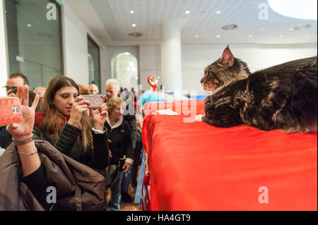 Vérone, Italie. 27 novembre, 2016. Le toilettage d'animal familier d'un beau chat au cours de l'exposition féline internationale 2016. L'Exposition Internationale Féline est l'événement dédié aux plus beaux chats du monde. Les visiteurs de prendre des photos pendant l'Exposition Internationale Féline 2016 Crédit : Tony Anna Mingardi/éveil/Alamy Live News Banque D'Images