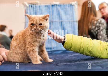 Vérone, Italie. 27 novembre, 2016. Le toilettage d'animal familier d'un beau chat au cours de l'exposition féline internationale 2016. L'Exposition Internationale Féline est l'événement dédié aux plus beaux chats du monde. Animaux de compagnie un chat un enfant au cours de l'Exposition Internationale Féline 2016 Crédit : Tony Anna Mingardi/éveil/Alamy Live News Banque D'Images