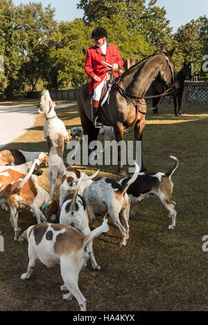 Charleston, États-Unis d'Amérique. 27 Nov, 2016. Huntsman Willie Dunn rassemble les chiens pour la bénédiction annuelle marquant le début de la saison de chasse au renard Middleton Place Plantation le 27 novembre 2016 à Charleston, SC. La chasse au renard à Charleston est un frein à l'aide d'un chiffon chasse parfumée pour simuler un renard et aucun animal n'est blessé. Credit : Planetpix/Alamy Live News Banque D'Images