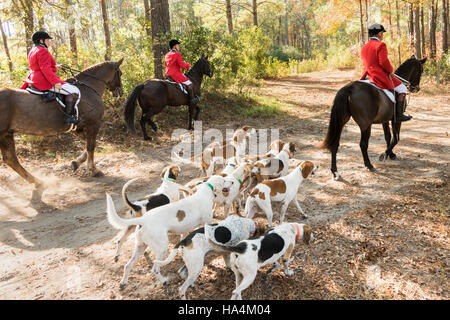 Charleston, États-Unis d'Amérique. 27 Nov, 2016. Huntsman Willie Dunn rassemble les chiens pour le début de la saison de chasse au renard Middleton Place Plantation le 27 novembre 2016 à Charleston, SC. La chasse au renard à Charleston est un frein à l'aide d'un chiffon chasse parfumée pour simuler un renard et aucun animal n'est blessé. Credit : Planetpix/Alamy Live News Banque D'Images