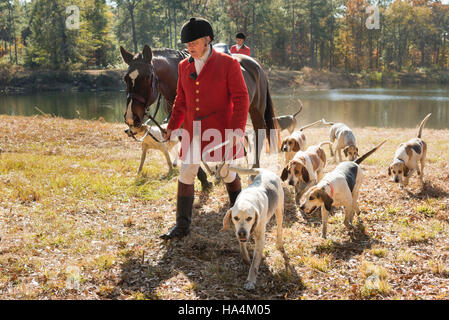 Charleston, États-Unis d'Amérique. 27 Nov, 2016. Huntsman Willie Dunn rassemble les chiens pour le début de la saison de chasse au renard Middleton Place Plantation le 27 novembre 2016 à Charleston, SC. La chasse au renard à Charleston est un frein à l'aide d'un chiffon chasse parfumée pour simuler un renard et aucun animal n'est blessé. Credit : Planetpix/Alamy Live News Banque D'Images