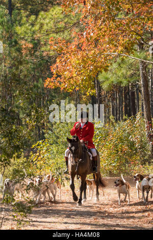 Charleston, États-Unis d'Amérique. 27 Nov, 2016. Huntsman Willie Dunn rassemble les chiens lors de la première chasse de la saison à Middleton Place Plantation le 27 novembre 2016 à Charleston, SC. La chasse au renard à Charleston est un frein à l'aide d'un chiffon chasse parfumée pour simuler un renard et aucun animal n'est blessé. Credit : Planetpix/Alamy Live News Banque D'Images