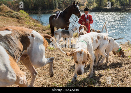 Charleston, États-Unis d'Amérique. 27 Nov, 2016. Huntsman Willie Dunn rassemble les chiens pour le début de la saison de chasse au renard Middleton Place Plantation le 27 novembre 2016 à Charleston, SC. La chasse au renard à Charleston est un frein à l'aide d'un chiffon chasse parfumée pour simuler un renard et aucun animal n'est blessé. Credit : Planetpix/Alamy Live News Banque D'Images