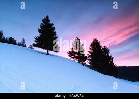 Les épinettes on snowy hill au lever du soleil, Allemagne Banque D'Images