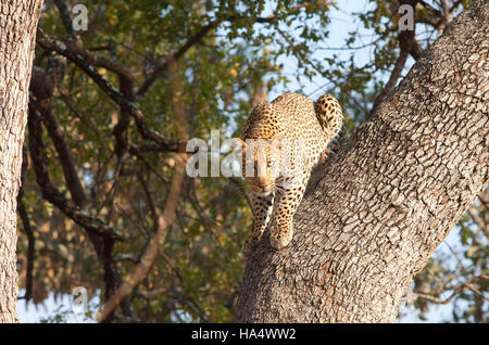 Leopard descend dans un arbre en Afrique du Sud Banque D'Images