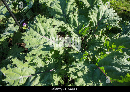 Kale russe rouge plantes avec début de la rosée du matin sur eux à Maple Valley, Washington, USA Banque D'Images