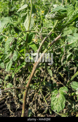 Les plants de tomates montrant l'alternariose dans Maple Valley, Washington, USA. Banque D'Images