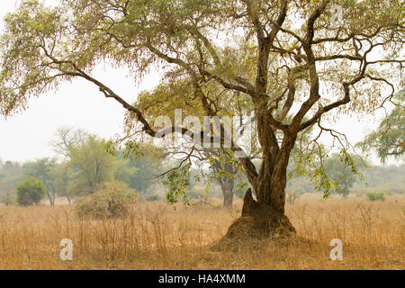 Acacia arbre qui grandit dans une termitière dans Lower Zambezi National Park, Zambie, Afrique Banque D'Images