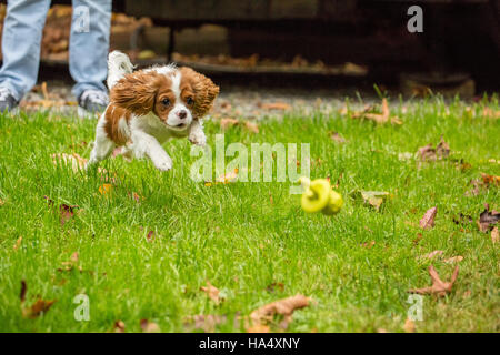 À l'âge de six mois, Cavalier King Charles Spaniel puppy chassant un jouet jeté par son propriétaire, à l'extérieur, sur une journée d'automne à Issaquah, Washington, USA Banque D'Images