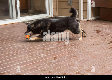Trois ans Shiba Inu chien, Kimi, jouer avec une balle en caoutchouc sur un pont en bois, à Issaquah, Washington, USA. Banque D'Images