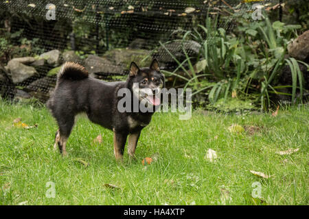 Trois ans Shiba Inu chien, Kimi, posant sur la pelouse à Issaquah, Washington, USA. Banque D'Images