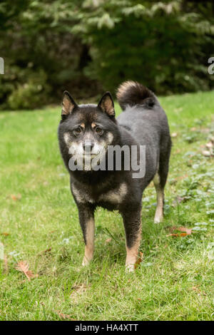 Trois ans Shiba Inu chien, Kimi, posant sur la pelouse à Issaquah, Washington, USA. Banque D'Images