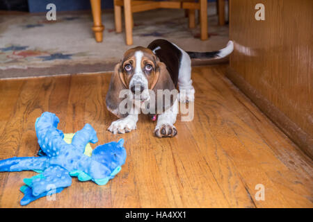 Trois mois Basset puppy 'Emma Mae' avec son dragon en peluche jouet dans Maple Valley, Washington, USA Banque D'Images
