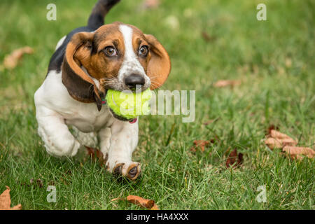 Trois mois Basset puppy 'Emma Mae' portant fièrement sa balle de tennis dans sa cour à Maple Valley, Washington, USA Banque D'Images