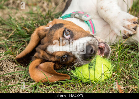 Trois mois Basset puppy 'Emma Mae' reposant comme elle mâche sa balle de tennis dans la région de Maple Valley, Washington, USA Banque D'Images
