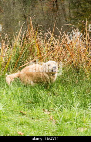 Quatre mois, chiot Golden Retriever 'Sophie' jouer par son étang de ferme, à Issaquah, Washington, USA Banque D'Images