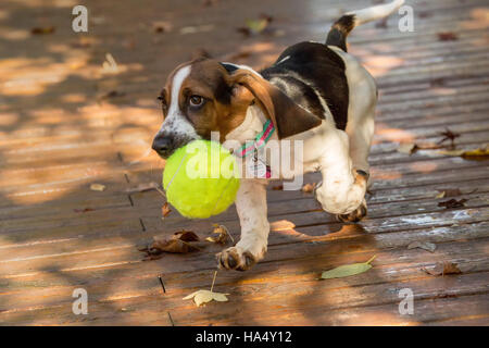 Trois mois Basset puppy 'Emma Mae' transportant une immense balle de tennis sur son patio à Maple Valley, Washington, USA Banque D'Images