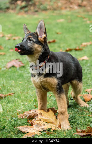 Berger Allemand de trois mois, Greta, désireux de s'il vous plaît comme elle s'attend à obtenir un autre traiter de son propriétaire, en Issaquah, Washington, USA. Banque D'Images