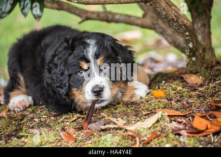 Dix semaines chiot Bouvier Bernois, Winston, se reposant dans le parc comme il mâche sur une feuille à North Bend, Oregon, USA Banque D'Images