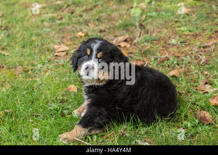 Dix semaines chiot Bouvier Bernois, Winston, assis dans le parc à North Bend, Oregon, USA Banque D'Images