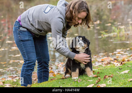 Formation femme ses dix semaines chiot Bouvier Bernois, Winston, de s'asseoir et de rester, à North Bend, Oregon, USA Banque D'Images