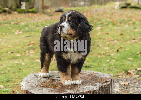 Dix semaines chiot Bouvier Bernois, Winston, debout sur une souche d'arbre dans le parc de North Bend, Oregon, USA Banque D'Images