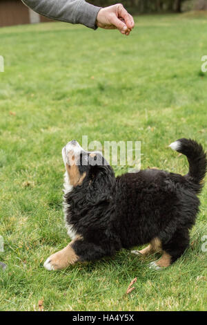 Dix semaines chiot Bouvier Bernois, Winston, est enseigné à l'aller jusqu'à obtenir un traitement de North Bend, Oregon, USA Banque D'Images