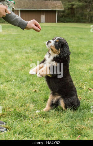 Dix semaines chiot Bouvier Bernois, Winston, d'être récompensée par un traitement à North Bend, Oregon, USA Banque D'Images