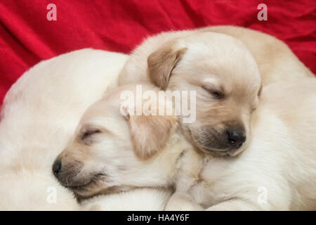 Un mois Yellow Lab chiots en Issaquah, Washington, USA Banque D'Images