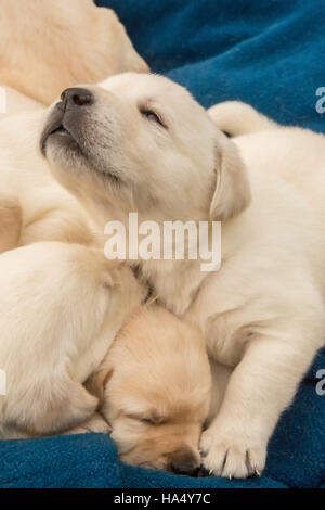 Un mois Yellow Lab chiots en Issaquah, Washington, USA Banque D'Images