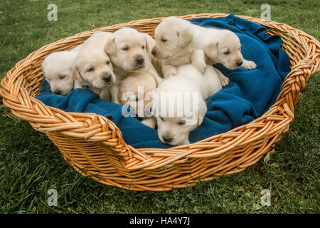 Un mois Yellow Lab chiots en Issaquah, Washington, USA Banque D'Images