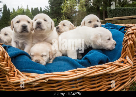 Un mois Yellow Lab chiots en Issaquah, Washington, USA Banque D'Images